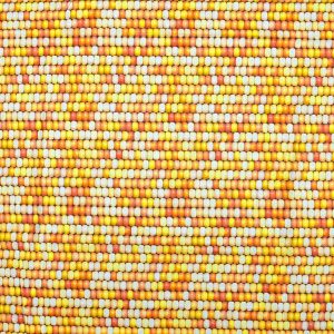 Fall Yellow Corn Cotton Fabric